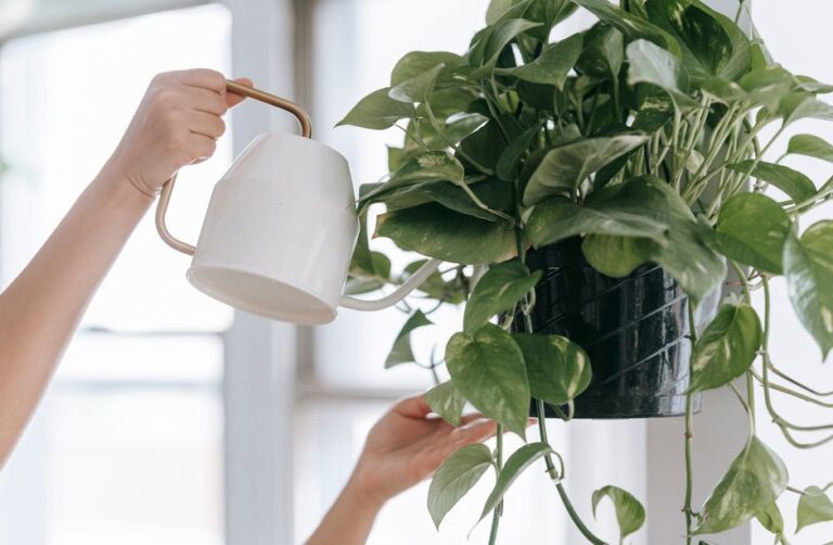 Best Low-Light Indoor Plants for Beginners
