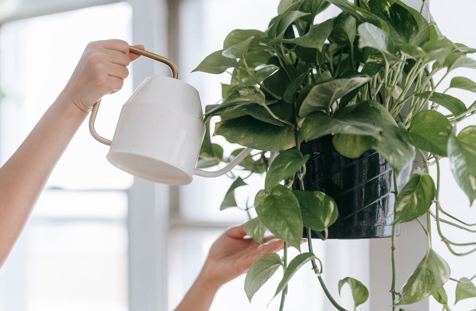 pothos plant thriving on a shelf away from windows