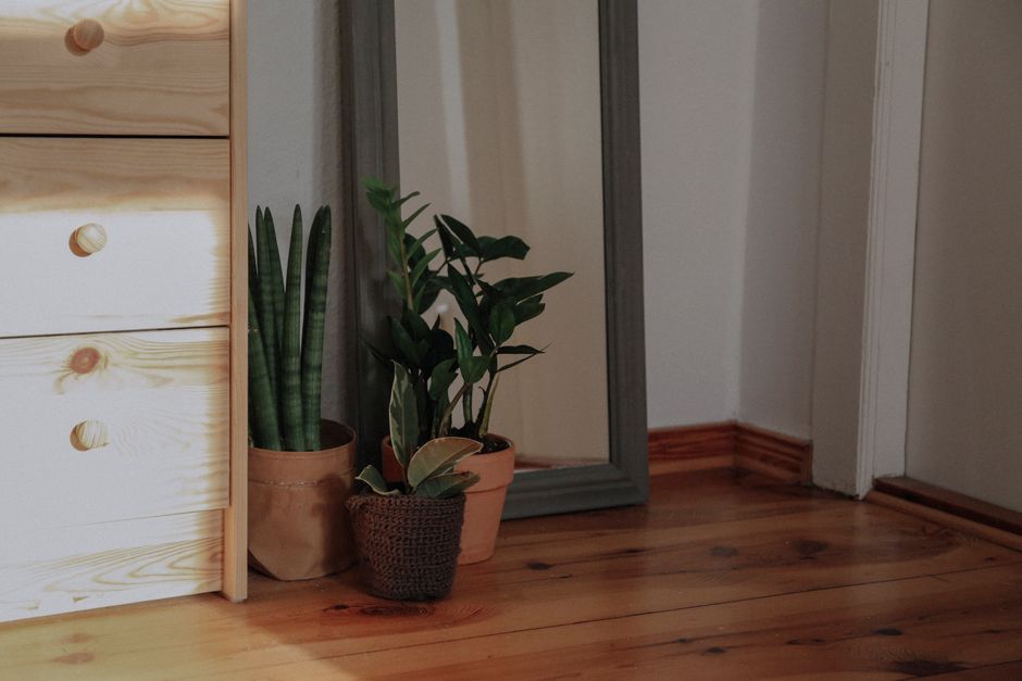 collection of low light houseplants displayed on a shelf
